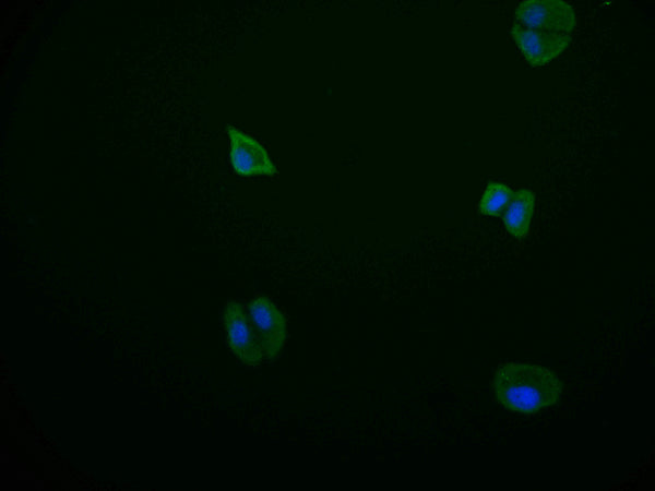 Immunofluorescence staining of HepG2 cell with CSB-RA178866A0HU at 1:50, counter-stained with DAPI. The cells were fixed in 4% formaldehyde and blocked in 10% normal Goat Serum. The cells were then incubated with the antibody overnight at 4°C. The secondary antibody was Alexa Fluor 569-congugated AffiniPure Goat Anti-Rabbit IgG(H+L) .
