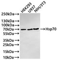 Western Blot
Positive WB detected in: HEK293 whole cell lysate(30µg) , U937 whole cell lysate(30µg) , NIH/3T3 whole cell lysate(30µg) 
All lanes: Hsp70 antibody at 1:1000
Secondary
Goat polyclonal to rabbit IgG at 1/50000 dilution
Predicted band size: 70 kDa
Observed band size: 70 kDa
Exposure time: 3min