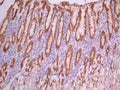 IHC image of CSB-RA152151A0HU diluted at 1:100 and staining in paraffin-embedded human stomach tissue performed on a Leica BondTM system. After dewaxing and hydration, antigen retrieval was mediated by high pressure in a citrate buffer (pH 6.0). Section was blocked with 10% normal goat serum 30min at RT. Then primary antibody (1% BSA) was incubated at 4°C overnight. The primary is detected by a Goat anti-rabbit polymer IgG labeled by HRP and visualized using 0.05% DAB.