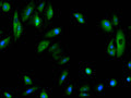 Immunofluorescence staining of A549 cell with CSB-RA152716A0HU at 1:50, counter-stained with DAPI. The cells were fixed in 4% formaldehyde, permeabilized using 0.2% Triton X-100 and blocked in 10% normal Goat Serum. The cells were then incubated with the antibody overnight at 4°C. The secondary antibody was Alexa Fluor 488-congugated AffiniPure Goat Anti-Rabbit IgG(H+L) .