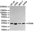 Western Blot
Positive WB detected in: HT-29 whole cell lysate(30µg) , K562 whole cell lysate(30µg) , MCF-7 whole cell lysate(30µg) , Jurkat whole cell lysate(30µg) 
All lanes: TFAM antibody at 1:1000
Secondary
Goat polyclonal to rabbit IgG at 1/40000 dilution
Predicted band size: 29 kDa
Observed band size: 24 kDa
Exposure time：2min