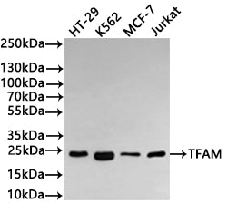 Western Blot
Positive WB detected in: HT-29 whole cell lysate(30µg) , K562 whole cell lysate(30µg) , MCF-7 whole cell lysate(30µg) , Jurkat whole cell lysate(30µg) 
All lanes: TFAM antibody at 1:1000
Secondary
Goat polyclonal to rabbit IgG at 1/40000 dilution
Predicted band size: 29 kDa
Observed band size: 24 kDa
Exposure time：2min