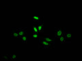 Immunofluorescence staining of HepG2 Cells with CSB-RA155372A0HU at 1:50, counter-stained with DAPI. The cells were fixed in 4% formaldehyde, permeated by 0.2% TritonX-100, and blocked in 10% normal Goat Serum. The cells were then incubated with the antibody overnight at 4℃. Nuclear DNA was labeled in blue with DAPI. The secondary antibody was FITC-conjugated AffiniPure Goat Anti-Rabbit IgG (H+L) .