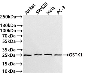 Western Blot
Positive WB detected in: Jurkat whole cell lysate(30µg) ,SW620 whole cell lysate(30µg) , Hela whole cell lysate(30µg) , PC-3 whole cell lysate(30µg) 
All lanes: GSTK1 antibody at 1:1000
Secondary
Goat polyclonal to rabbit IgG at 1/40000 dilution
Predicted band size: 25 kDa
Observed band size: 25 kDa
Exposure time：3min