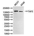Western Blot
Positive WB detected in: MCF-7 whole cell lysate(30µg), A549 whole cell lysate(30µg)
All lanes: TAF3 antibody at 1:1000
Secondary
Goat polyclonal to rabbit IgG at 1/40000 dilution
Predicted band size: 104 kDa
Observed band size: 150 kDa
Exposure time：5min
