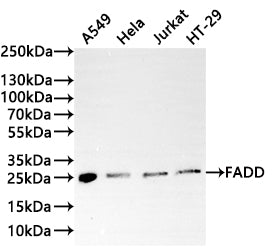 Western Blot
Positive WB detected in: A549 whole cell lysate(20µg) ,Hela whole cell lysate(20µg) , Jurkat whole cell lysate(20µg) ,NIH/3T3 whole cell lysate(20µg) 
All lanes: FADD antibody at 1:1000
Secondary
Goat polyclonal to rabbit IgG at 1/40000 dilution
Predicted band size: 23 kDa
Observed band size: 25 kDa
Exposure time：2min