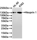 Western Blot
Positive WB detected in: HL-60 whole cell lysate(30µg) , K562 whole cell lysate(30µg) 
All lanes: Nesprin 1 antibody at 1:1000
Secondary
Goat polyclonal to rabbit IgG at 1/40000 dilution
Predicted band size: 1011 kDa
Observed band size: 130 kDa
Exposure time：2min