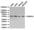 Western Blot
Positive WB detected in: K562 whole cell lysate(30µg), A431 whole cell lysate(30µg), HEK293 whole cell lysate(30µg), HEK293T whole cell lysate(30µg)
All lanes: SMAD3 antibody at 1:1000
Secondary
Goat polyclonal to rabbit IgG at 1/40000 dilution
Predicted band size: 48 kDa
Observed band size: 55 kDa
Exposure time：2min