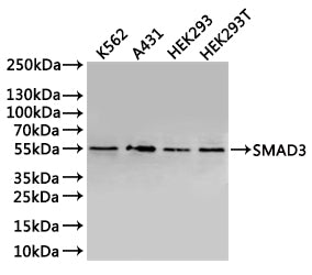 Western Blot
Positive WB detected in: K562 whole cell lysate(30µg), A431 whole cell lysate(30µg), HEK293 whole cell lysate(30µg), HEK293T whole cell lysate(30µg)
All lanes: SMAD3 antibody at 1:1000
Secondary
Goat polyclonal to rabbit IgG at 1/40000 dilution
Predicted band size: 48 kDa
Observed band size: 55 kDa
Exposure time：2min