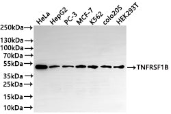 Western Blot
Positive WB detected in: HeLa whole cell lysate(30µg) , HepG2 whole cell lysate(30µg) , PC-3 whole cell lysate(30µg) , MCF-7 whole cell lysate(30µg) , K562 whole cell lysate(30µg) , COLO205 whole cell lysate(30µg) , HEK293T whole cell lysate(30µg) 
All lanes: TNFRSF1B antibody at 1:1000
Secondary
Goat polyclonal to rabbit IgG at 1/50000 dilution
Predicted band size: 48 kDa
Observed band size: 48 kDa
Exposure time: 2min