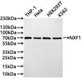 Western Blot
Positive WB detected in:  THP-1 whole cell lysate(30µg) , Hela whole cell lysate(30µg) , HEK293T whole cell lysate(30µg) , K562 whole cell lysate(30µg) 
All lanes: NXF1  antibody at 1:1000
Secondary
Goat polyclonal to rabbit IgG at 1/40000 dilution
Predicted band size: 70 kDa
Observed band size: 70 kDa
Exposure time：2min