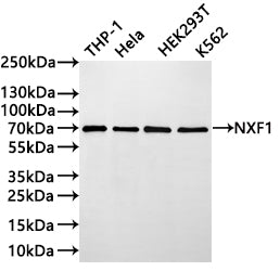 Western Blot
Positive WB detected in:  THP-1 whole cell lysate(30µg) , Hela whole cell lysate(30µg) , HEK293T whole cell lysate(30µg) , K562 whole cell lysate(30µg) 
All lanes: NXF1  antibody at 1:1000
Secondary
Goat polyclonal to rabbit IgG at 1/40000 dilution
Predicted band size: 70 kDa
Observed band size: 70 kDa
Exposure time：2min