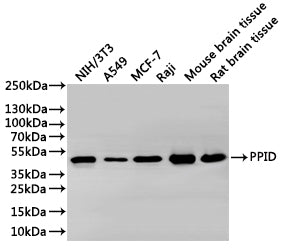 Western Blot
Positive WB detected in: NIH/3T3 whole cell lysate(30µg), A549 whole cell lysate(30µg), MCF-7 whole cell lysate(30µg), Mouse brain tissuelysate(30µg), Rat brain tissuelysate(30µg)
All lanes: PPID antibody at 1:1000
Secondary
Goat polyclonal to rabbit IgG at 1/40000 dilution
Predicted band size: 41 kDa
Observed band size: 41 kDa
Exposure time：2min