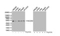 SLC2A3 Antibody – Figure 1 of 5