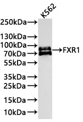 Western Blot
Positive WB detected in: K562 whole cell lysate(30µg) 
All lanes: FXR1 antibody at 1:1000
Secondary
Goat polyclonal to rabbit IgG at 1/40000 dilution
Predicted band size: 70 kDa
Observed band size: 70-85 kDa
Exposure time：1min