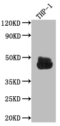 Western Blot
Positive WB detected in: THP-1 whole cell lysate
All lanes: CD32 antibody at 1:1000
Secondary
Goat polyclonal to rabbit IgG at 1/50000 dilution
Predicted band size: 35, 36 kDa
Observed band size: 45 kDa