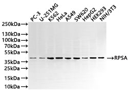 Western Blot
Positive WB detected in: PC-3 whole cell lysate(30µg) , U-251MG whole cell lysate(30µg) , K562 whole cell lysate(30µg) , HeLa whole cell lysate(30µg) , A549 whole cell lysate(30µg) , SW620 whole cell lysate(30µg) , HepG2 whole cell lysate(30µg) , HEK293 whole cell lysate(30µg) , NIH/3T3 whole cell lysate(30µg) 
All lanes: RPSA antibody at 1:1000
Secondary
Goat polyclonal to rabbit IgG at 1/50000 dilution
Predicted band size: 33 kDa
Observed band size: 42 kDa
Exposure time: 1min