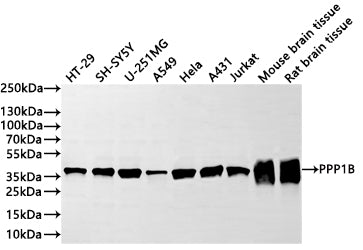 Western Blot
Positive WB detected in: HT-29 whole cell lysate(30µg) ,SH-SY5Y whole cell lysate(30µg) ,U-251MG whole cell lysate(30µg) ,A549 whole cell lysate(30µg) ,Hela whole cell lysate(30µg) ,A431 whole cell lysate(30µg) ,Jurkat whole cell lysate(30µg) , Mouse brain tissue lysate(30µg) , Rat brain tissue lysate(30µg) 
All lanes: PPP1B antibody at 1:1000
Secondary
Goat polyclonal to rabbit IgG at 1/40000 dilution
Predicted band size: 37 kDa
Observed band size: 37 kDa
Exposure time：1min