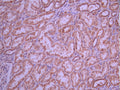 IHC image of CSB-RA169564A0HU diluted at 1:100 and staining in paraffin-embedded human kidney tissue performed on a Leica BondTM system. After dewaxing and hydration, antigen retrieval was mediated by high pressure in a citrate buffer (pH 6.0). Section was blocked with 10% normal goat serum 30min at RT. Then primary antibody (1% BSA) was incubated at 4°C overnight. The primary is detected by a Goat anti-rabbit polymer IgG labeled by HRP and visualized using 0.05% DAB.