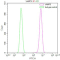 Overlay Peak curve showing 786-O cells stained with CSB-RA170528A0HU (red line) at 1:100. The cells were fixed in 4% formaldehyde and permeated by 0.2% TritonX-100 for 10min. Then 10% normal goat serum to block non-specific protein-protein interactions followed by the antibody (1ug/1*10 6 cells) for 45min at 4℃.