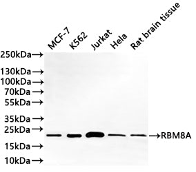 Western Blot
Positive WB detected in: MCF-7 whole cell lysate(30µg) ,K562 whole cell lysate(30µg) ,Jurkat whole cell lysate(30µg) ,Hela whole cell lysate(30µg) , Rat brain tissue lysate(20µg) 
All lanes: RBM8A antibody at 1:1000
Secondary
Goat polyclonal to rabbit IgG at 1/40000 dilution
Predicted band size: 20 kDa
Observed band size: 20 kDa
Exposure time：1min