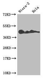 Western Blot
Positive WB detected in: Ntera-2 whole cell lysate, Hela whole cell lysate
All lanes: LEFTY2 antibody at 1:1000
Secondary
Goat polyclonal to rabbit IgG at 1/50000 dilution
Predicted band size: 41, 38 kDa
Observed band size: 36-45 kDa