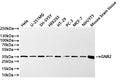 Western Blot
Positive WB detected in: Hela whole cell lysate(30µg) ,U-251MG whole cell lysate(30µg) , SH-SY5Y whole cell lysate(30µg) , HEK293 whole cell lysate(30µg) ,HT-29 whole cell lysate(30µg) ,PC-3 whole cell lysate(30µg) ,MCF-7 whole cell lysate(30µg) ,NIH/3T3 whole cell lysate(30µg) ,Mouse brain tissue lysate(20µg) 
All lanes: GNB2 antibody at 1:1000
Secondary
Goat polyclonal to rabbit IgG at 1/40000 dilution
Predicted band size: 37 kDa
Observed band size: 35 kDa
Exposure time：1min