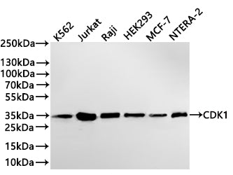 Western Blot
Positive WB detected in: K562 whole cell lysate(30µg) , Jurkat whole cell lysate(30µg) , Raji whole cell lysate(30µg) , HEK293 whole cell lysate(30µg) , MCF-7 whole cell lysate(30µg) , NTERA-2 whole cell lysate(30µg) 
All lanes: CDK1 antibody at 1:1000
Secondary
Goat polyclonal to rabbit IgG at 1/40000 dilution
Predicted band size: 34 kDa
Observed band size: 34 kDa
Exposure time：2min