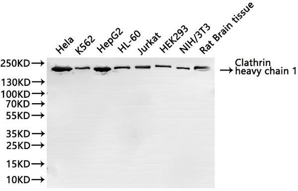 Western Blot
Positive WB detected in: Hela whole cell lysate(30µg), K562 whole cell lysate(30µg), HepG2 whole cell lysate(30µg), HL-60 whole cell lysate(30µg), Jurkat whole cell lysate(30µg), HEK293 whole cell lysate(30µg), NIH/3T3 whole cell lysate(30µg), Rat brain tissue lysate(30µg)
All lanes: Clathrin heavy chain 1 antibody at 1:1000
Secondary
Goat polyclonal to rabbit IgG at 1/40000 dilution
Predicted band size: 192, 187 kDa
Observed band size: 192 kDa
Exposure time：10s