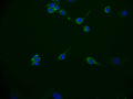 Immunofluorescence staining of MCF-7 cell with CSB-RA172768A0HU at 1:50, counter-stained with DAPI. The cells were fixed in 4% formaldehyde and blocked in 10% normal Goat Serum. The cells were then incubated with the antibody overnight at 4°C. The secondary antibody was Alexa Fluor 536-congugated AffiniPure Goat Anti-Rabbit IgG(H+L) .