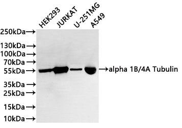 Western Blot
Positive WB detected in: HEK293 whole cell lysate(30µg) , JURKAT whole cell lysate(30µg) ,U-251MG whole cell lysate(30µg) ,A549 whole cell lysate(30µg) 
All lanes: alpha 1B/4A Tubulin antibody at 1:1000
Secondary
Goat polyclonal to rabbit IgG at 1/40000 dilution
Predicted band size: 50 kDa
Observed band size: 55 kDa
Exposure time：1min