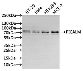 Western Blot
Positive WB detected in: HT-29 whole cell lysate(30µg), Hela whole cell lysate(30µg), HEK293 whole cell lysate(30µg), MCF-7 whole cell lysate(30µg)
All lanes: PICALM antibody at 1:1000
Secondary
Goat polyclonal to rabbit IgG at 1/40000 dilution
Predicted band size: 71 kDa
Observed band size: 69&71 kDa
Exposure time：20s