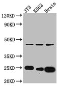 CDC42 Antibody – Figure 1 of 2