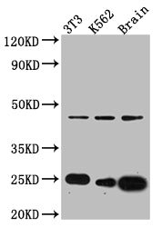 CDC42 Antibody – Figure 1 of 2
