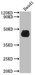 CD48 Antibody – Figure 1 of 1