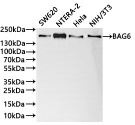 Western Blot
Positive WB detected in: SW620 whole cell lysate(30µg) , NTERA-2 whole cell lysate(30µg) , Hela whole cell lysate(30µg) , NIH/3T3 whole cell lysate(30µg) 
All lanes: BAG6 antibody at 1:1000
Secondary
Goat polyclonal to rabbit IgG at 1/40000 dilution
Predicted band size: 119 kDa
Observed band size: 160 kDa
Exposure time：2min
