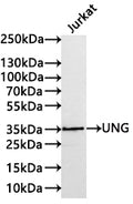 Western Blot
Positive WB detected in: Jurkat whole cell lysate(30µg) 
All lanes:UNG antibody at 1:1000
Secondary
Goat polyclonal to rabbit IgG at 1/40000 dilution
Predicted band size: 35 kDa
Observed band size: 35 kDa
Exposure time：3min