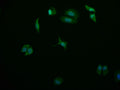 Immunofluorescence staining of HepG2 cell with CSB-RA178866A0HU at 1:50, counter-stained with DAPI. The cells were fixed in 4% formaldehyde and blocked in 10% normal Goat Serum. The cells were then incubated with the antibody overnight at 4°C. The secondary antibody was Alexa Fluor 569-congugated AffiniPure Goat Anti-Rabbit IgG(H+L) .