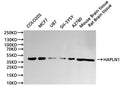 Western Blot, 
Positive WB detected in:COLO205 whole cell lysate(30µg), MCF7 whole cell lysate(30µg), U87 whole cell lysate(30µg), SH-SY5Y whole cell lysate(30µg), A2780 whole cell lysate(30µg), Mouse brainr tissue lysate(30µg), Rat brain lysate(30µg)
All lanes: HAPLN1 antibody at 1:1000
Secondary
Goat polyclonal to rabbit IgG at 1/40000 dilution
Predicted band size: 40 kDa
Observed band size: 48 kDa
Exposure time：120s