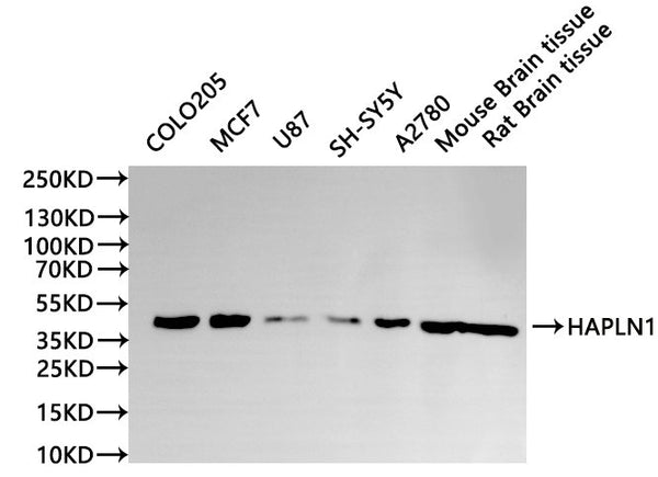 Western Blot, 
Positive WB detected in:COLO205 whole cell lysate(30µg), MCF7 whole cell lysate(30µg), U87 whole cell lysate(30µg), SH-SY5Y whole cell lysate(30µg), A2780 whole cell lysate(30µg), Mouse brainr tissue lysate(30µg), Rat brain lysate(30µg)
All lanes: HAPLN1 antibody at 1:1000
Secondary
Goat polyclonal to rabbit IgG at 1/40000 dilution
Predicted band size: 40 kDa
Observed band size: 48 kDa
Exposure time：120s