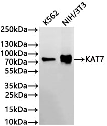 Western Blot
Positive WB detected in: K562 whole cell lysate(30µg) , NIH/3T3 whole cell lysate(30µg) 
All lanes: KAT7 antibody at 1:1000
Secondary
Goat polyclonal to rabbit IgG at 1/40000 dilution
Predicted band size: 71 kDa
Observed band size: 75 kDa
Exposure time：2min