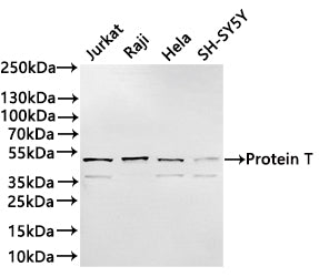 Western Blot
Positive WB detected in: Jurkat whole cell lysate(30µg) ,Raji whole cell lysate(30µg) ,Hela whole cell lysate(30µg) ,SH-SY5Y whole cell lysate(30µg) 
All lanes: Protein T antibody at 1:1000
Secondary
Goat polyclonal to rabbit IgG at 1/40000 dilution
Predicted band size: 47 kDa
Observed band size: 47,41 kDa
Exposure time：3min