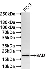 Western Blot
Positive WB detected in: PC-3 whole cell lysate(20µg) 
All lanes: BAD antibody at 1:1000
Secondary
Goat polyclonal to rabbit IgG at 1/40000 dilution
Predicted band size: 18 kDa
Observed band size: 18 kDa
Exposure time：3min