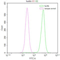Overlay Peak curve showing Hela cells stained with CSB-RA182340A0HU (red line) at 1:50. The cells were fixed in 4% formaldehyde and permeated by 0.2% TritonX-100. Then 10% normal goat serum to block non-specific protein-protein interactions followed by the antibody (1µg/1*10 6 cells) for 45min at 4℃. The secondary antibody used was FITC-conjugated Goat Anti-rabbit IgG(H+L) at 1:200 dilution for 35min at 4℃.Control antibody (green line) was rabbit IgG (1µg/1*10 6 cells) used under the same conditions.
