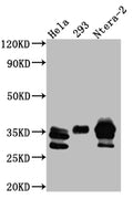 Western Blot
Positive WB detected in: Hela whole cell lysate, HEK293 whole cell lysate, Ntera-2 whole cell lysate
All lanes: Caspase-3 antibody at 1:1000
Secondary
Goat polyclonal to rabbit IgG at 1/50000 dilution
Predicted band size: 32 kDa
Observed band size: 32, 28 kDa