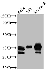 Western Blot
Positive WB detected in: Hela whole cell lysate, HEK293 whole cell lysate, Ntera-2 whole cell lysate
All lanes: Caspase-3 antibody at 1:1000
Secondary
Goat polyclonal to rabbit IgG at 1/50000 dilution
Predicted band size: 32 kDa
Observed band size: 32, 28 kDa