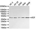 Western Blot
Positive WB detected in: PC-3 whole cell lysate(30µg) , HT-29 whole cell lysate(30µg) , K562 whole cell lysate(30µg) , Hela whole cell lysate(30µg) , A549 whole cell lysate(30µg) 
All lanes: SCF antibody at 1:1000
Secondary
Goat polyclonal to rabbit IgG at 1/40000 dilution
Predicted band size: 31 kDa
Observed band size: 40 kDa
Exposure time：1min40s