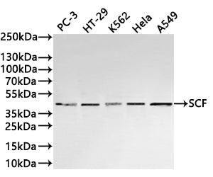 Western Blot
Positive WB detected in: PC-3 whole cell lysate(30µg) , HT-29 whole cell lysate(30µg) , K562 whole cell lysate(30µg) , Hela whole cell lysate(30µg) , A549 whole cell lysate(30µg) 
All lanes: SCF antibody at 1:1000
Secondary
Goat polyclonal to rabbit IgG at 1/40000 dilution
Predicted band size: 31 kDa
Observed band size: 40 kDa
Exposure time：1min40s