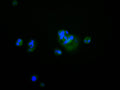 Immunofluorescence staining of HepG2 cell with CSB-RA184835A0HU at 1:50, counter-stained with DAPI. The cells were fixed in 4% formaldehyde, permeabilized using 0.2% Triton X-100 and blocked in 10% normal Goat Serum. The cells were then incubated with the antibody overnight at 4°C. The secondary antibody was Alexa Fluor 488-congugated AffiniPure Goat Anti-Rabbit IgG(H+L) .