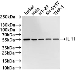 Western Blot
Positive WB detected in: Jurkat whole cell lysate(30µg) , Hela whole cell lysate(30µg) , HT-29 whole cell lysate(30µg) , SH-SY5Y whole cell lysate(30µg) , THP-1 whole cell lysate(30µg) 
All lanes: IL 11 antibody at 1:1000
Secondary
Goat polyclonal to rabbit IgG at 1/40000 dilution
Predicted band size: 45 kDa
Observed band size: 55 kDa
Exposure time：20s